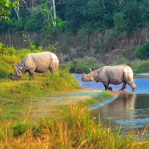 Wildlife in Chitwan